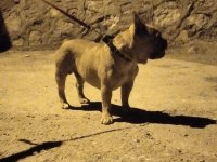 Köpeğimiz Mario yuva arıyor