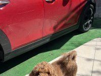 15 aylık erkek poodle ismi tarçın