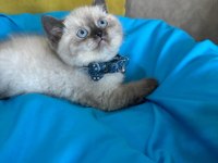 British Shorthair Erkek Yavrumuza Yuva Uyguna