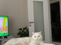 2 yaşında british shorthair ücretsiz sahiplendirilecek