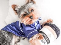 Teacup köpeğimiz daha büyümeyecek