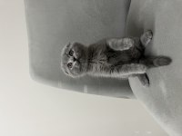 Scottish fold kedisi