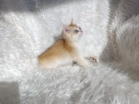 British shorthair golden ny12
