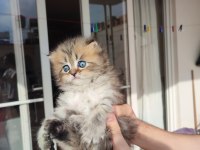 British longhair yavruları