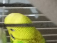 Muhabbet kuşlar renkler mevcut