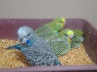 Jumbo Muhabbet Kuşu Bebekler