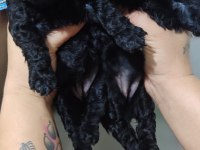 Siyahın En Zarif Hali Poodle