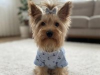 Wc Eğitimli Çok Uyguna Yorkshire Terrier