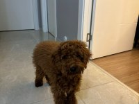 6 AYLIK TOY POODLE