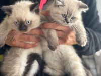 Sevimli scottish fold bebekler