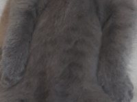 Safkan british shorthair yavru kedimiz