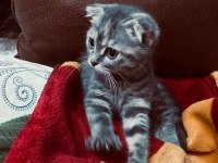 Acil scottish fold sahiplendirme