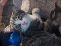 8 aylık tekir kedi yakışıklımız