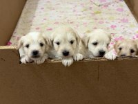Orijinal ırk maltese terrier