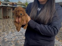 Toy poodle köpeğimiz