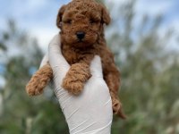Kore Toy Poodle Erkek ve Dişi
