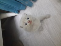 Lilac british shorthair dik kulak kırık kulak yavrularımız