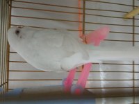 Çift albino ve sarı yeşil kuş