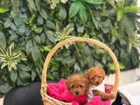 Toy Poodle Dişi Ve Erkek Yavrumuz