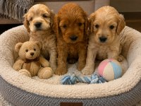 Evınızın Yakısıklı Maltipoo Mınıklerı