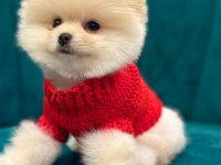 POMERANİAN BOO YAVRULARI