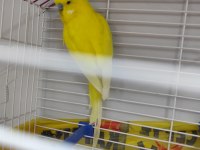 Kafesiyle Beraber Sarı Jumbo Bilezikli Muhabbet Kuşu