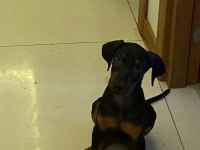 Doberman Amerikan Cinsi