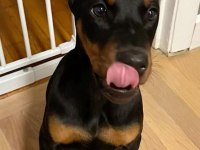 Güç Hız Ve Asalet Doberman