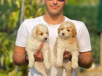 MALTIPOO BEBEGIMIZ JASY