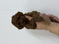 40 Günlük Mini Poodle Yavru – Yeni Yuvasını Arıyor