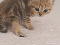 British shorthair tabby cinsi safkan