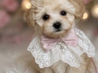 Teacup Maltipoo Bebekler
