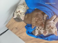 Whiskas british shorthair sağlıklı ve güçlü
