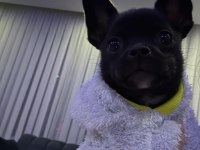 Elma kafa 5 aylık gerçek 0 numara chihuahua