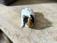 İstanbul Bağcılar sahibinden ginpig