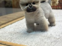 Pomeranian boo orange dişi yavrumuz yeni ailesini aramakta