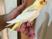 40 GÜNLÜK LUTİNO BEBEK SULTAN PAPAĞANI