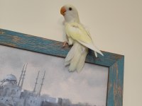Kremino yavru sevda papağanları