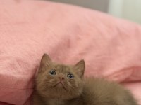 Cinnamon British Shorthair