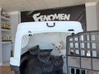 SCOTTISH FOLD VE BRITISH SHORTHAIR YAVRULARI ANKARA
