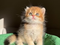 Ny11 Golden Mükemmel Kalite British Longhair