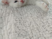 Pamuk british shorthair