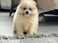 3 aylık pomeranian boo ve teddy bear kardeşler