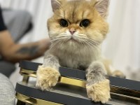 Golden ny12 british longhair