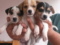 Kısa bacaklı jack russell yavrularımız