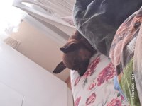 Chihuahua köpeğimiz Dobby için yuva arıyoruz