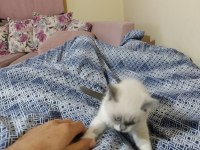British shorthair kedim