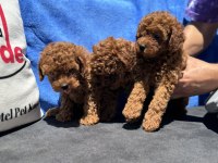 Profesyonel ruhsatlı çiftlikde ziyarete açık toy poodle
