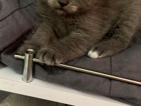 Scottish fold blue point yavrularım sahiplendirilecektir