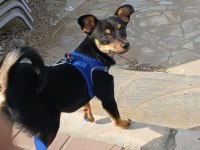 Yerinde duramayan chihuahua